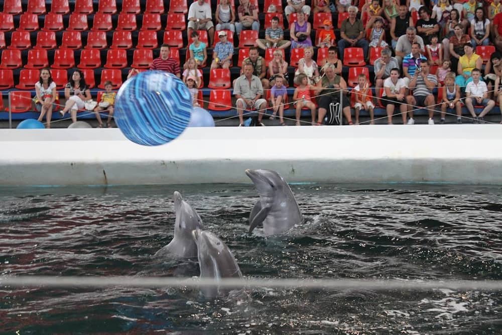 Dolphinarium Varna — 2