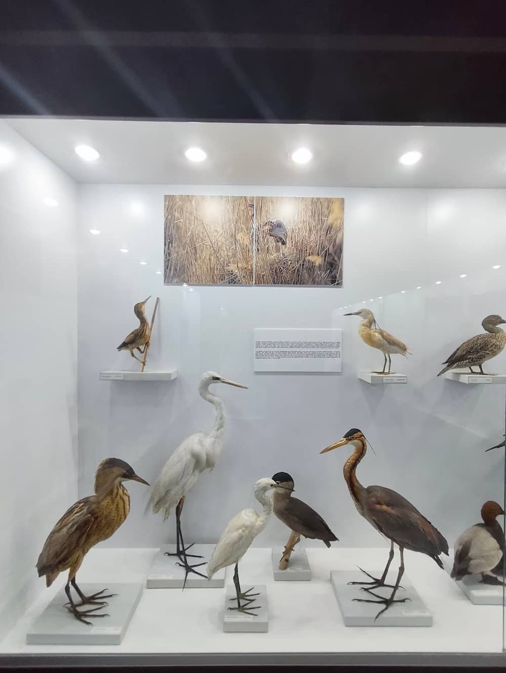 Natural History Museum of Burgas — 2